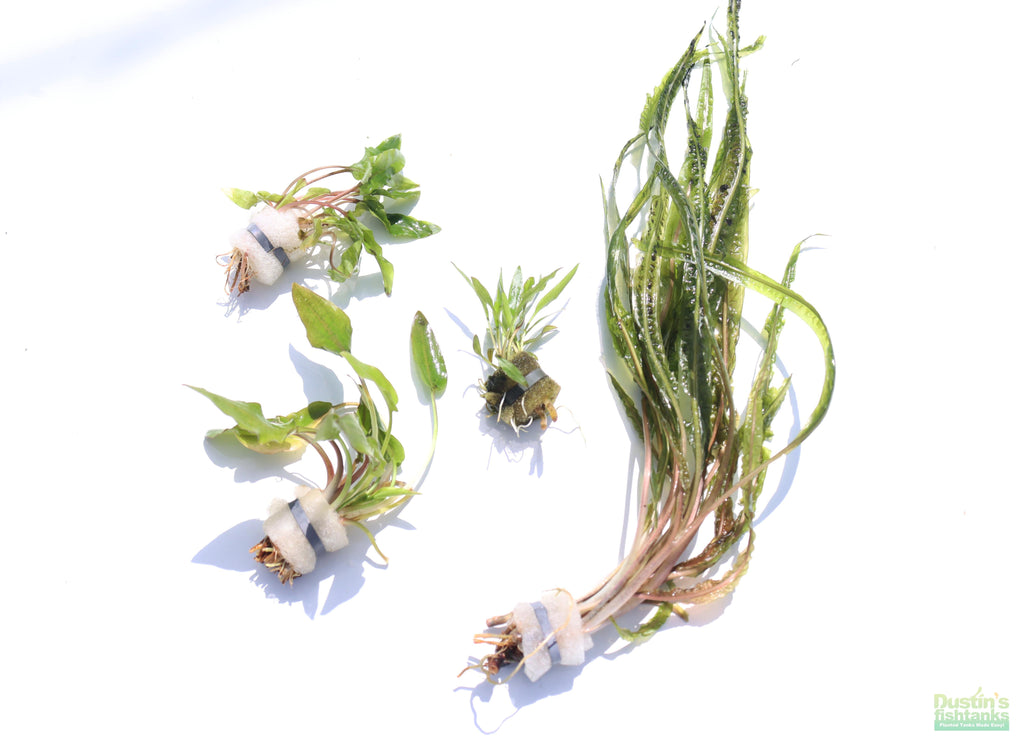 Cryptocoryne Aquarium Plant Pack product image 29