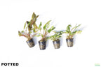 Cryptocoryne Aquarium Plant Pack product image 3