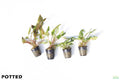 Cryptocoryne Aquarium Plant Pack POTTED