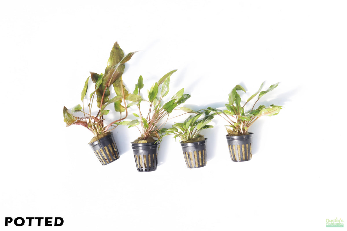 Cryptocoryne Aquarium Plant Pack POTTED