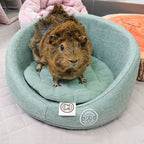 Guinea Pig Sofa product image 3