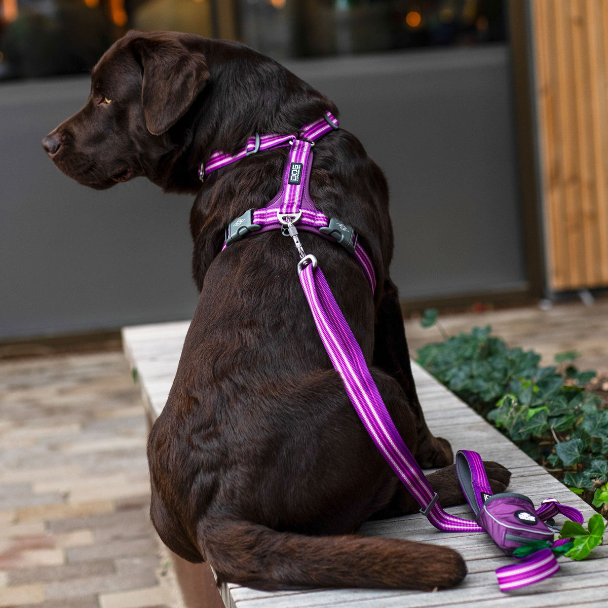 Dog Harness product image 9
