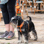 Dog Harness product image 12