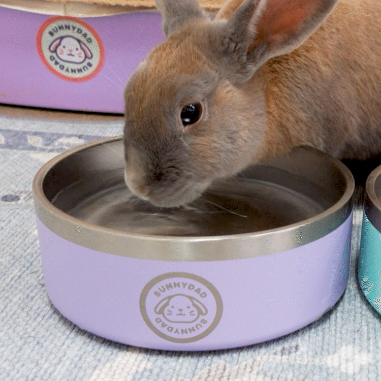 Rabbit Water Bowl product image 2
