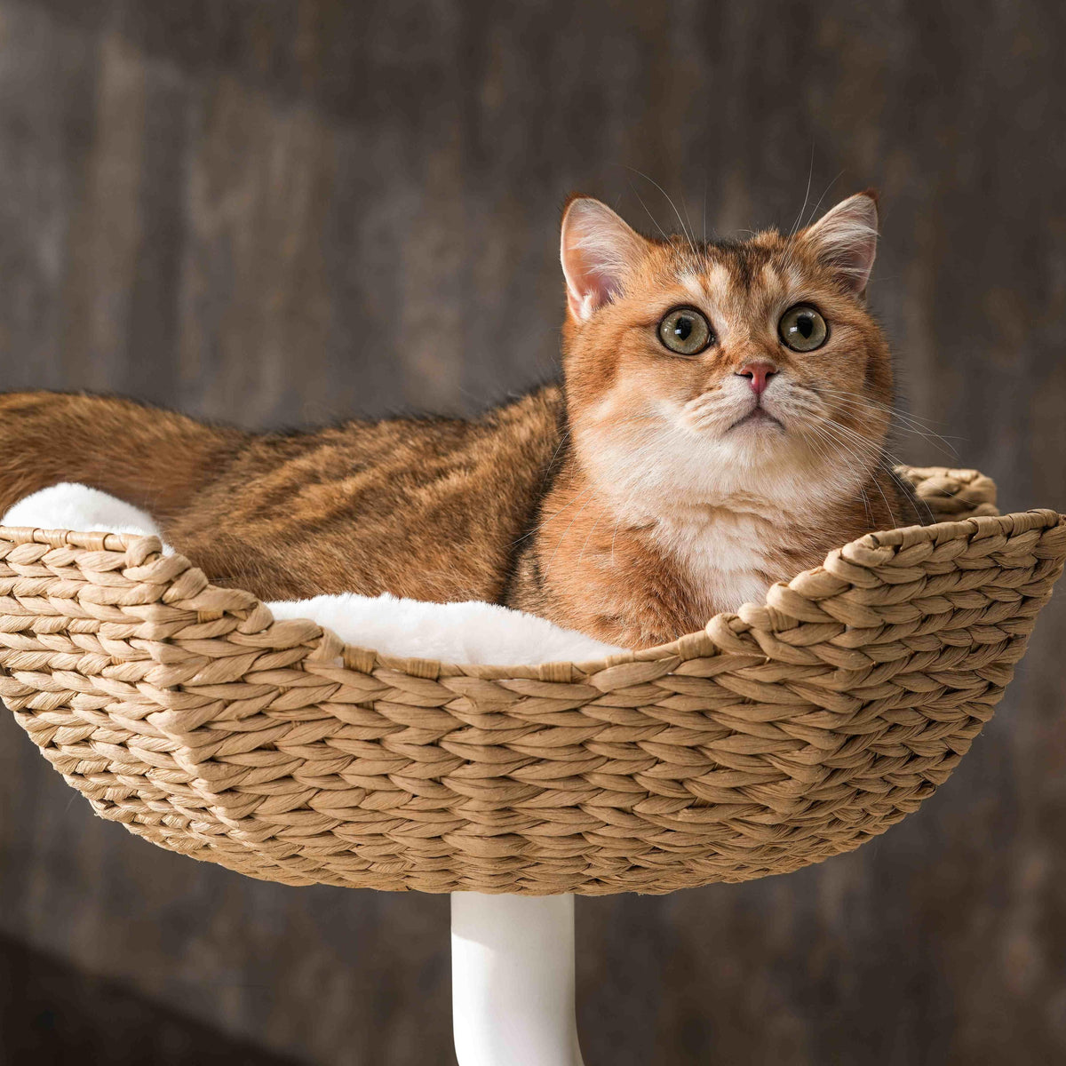 Desk Mounted Cat Tree product image 10