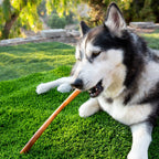 Dog Collagen Chews product image 4