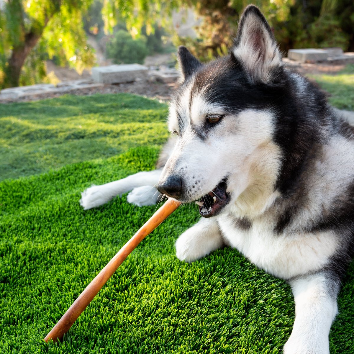 Dog Collagen Chews product image 4