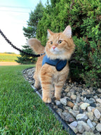Cat Harness product image 1