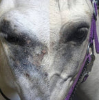 Horse Fly Mask product image 3