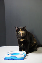Cat Ball Track Toy product image 1