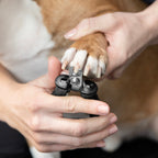Pet Nail Clipper product image 2