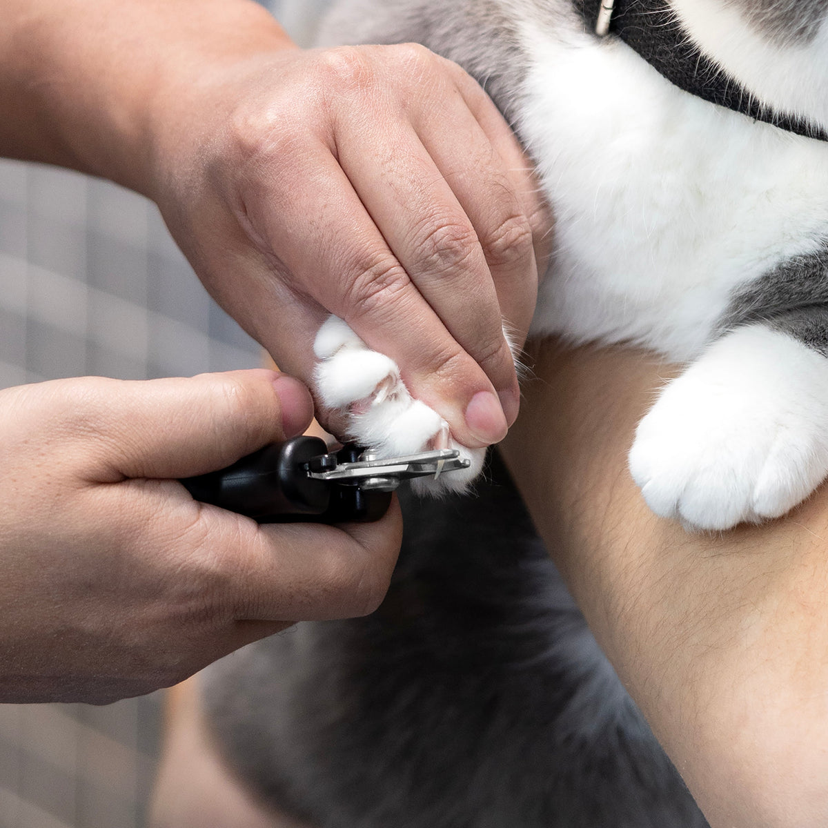 Pet Nail Clipper product image 3