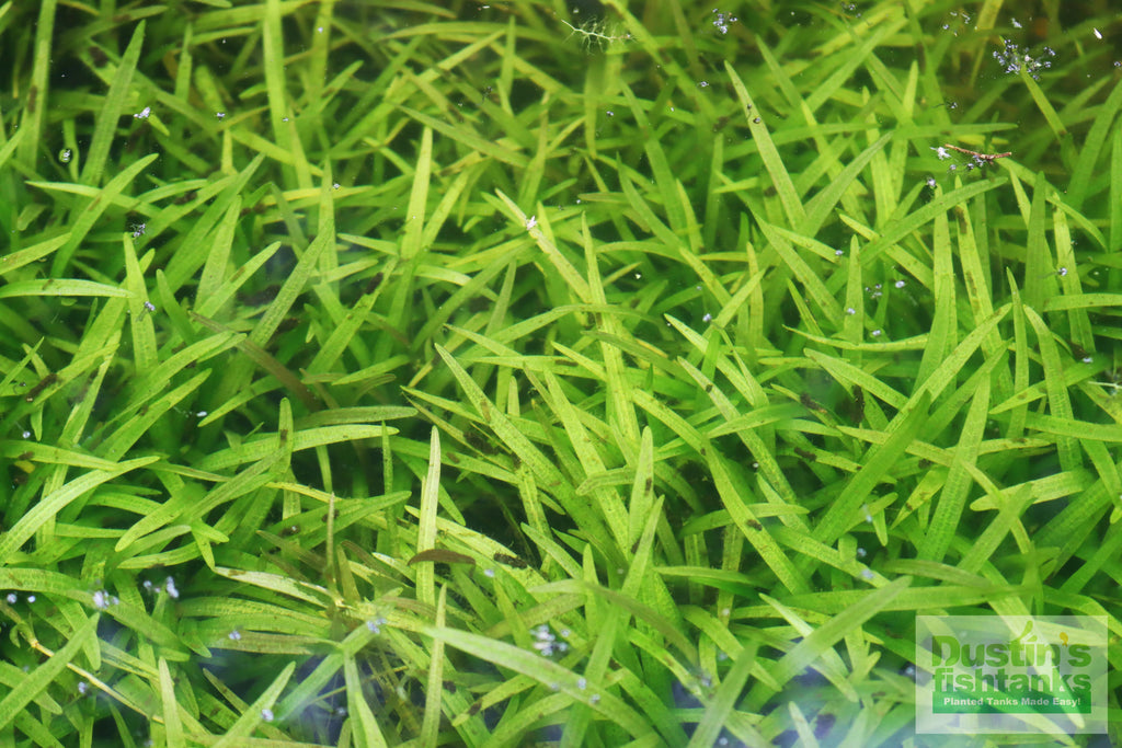 Live Dwarf Sagittaria Aquarium Plant product image 18