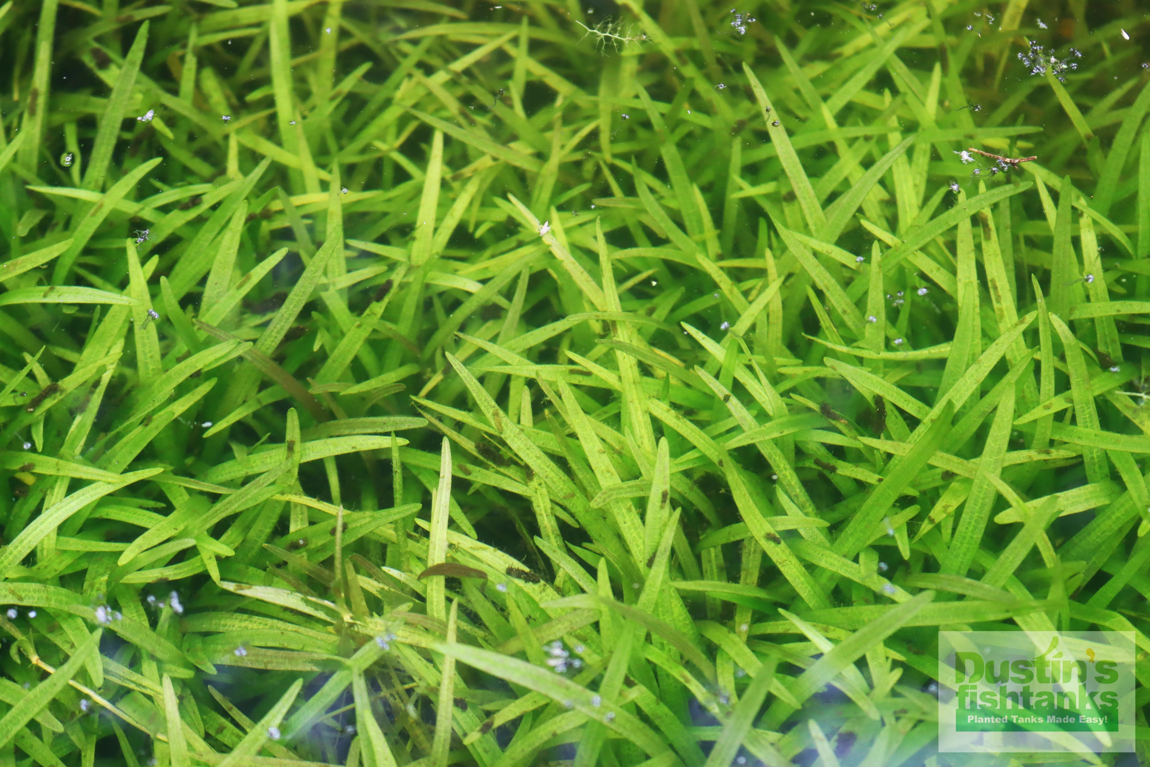 Live Dwarf Sagittaria Aquarium Plant product image 18