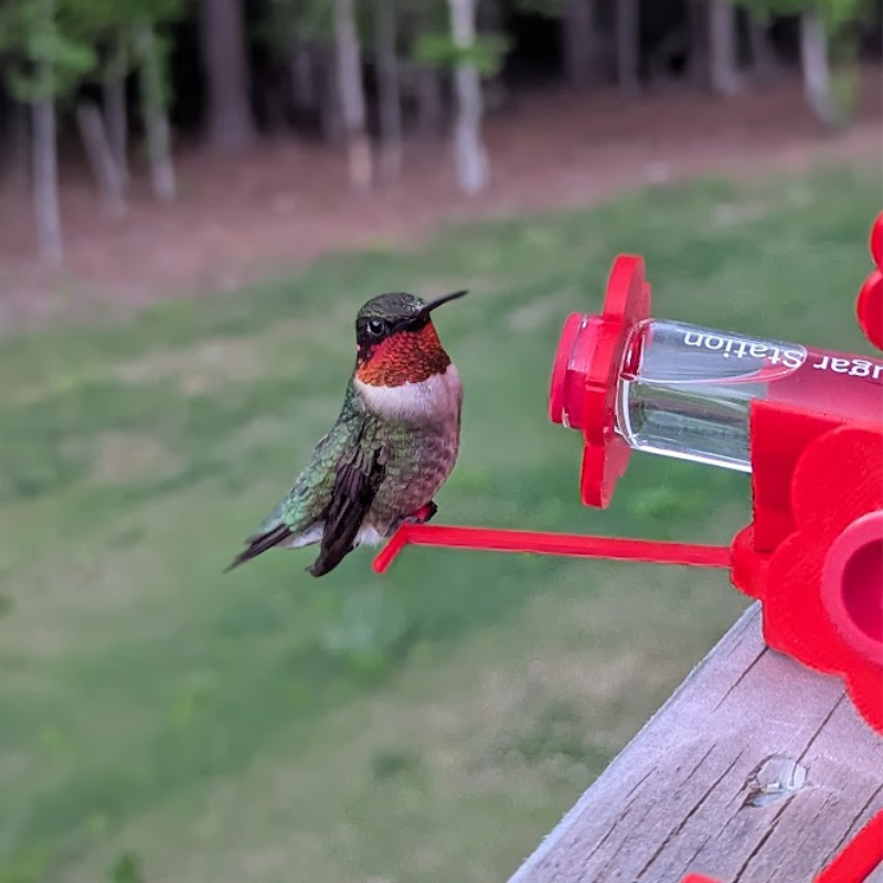 Hummingbird Feeder product image 4