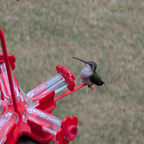 Hummingbird Feeder product image 7