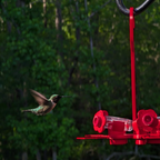 Hummingbird Feeder product image 8