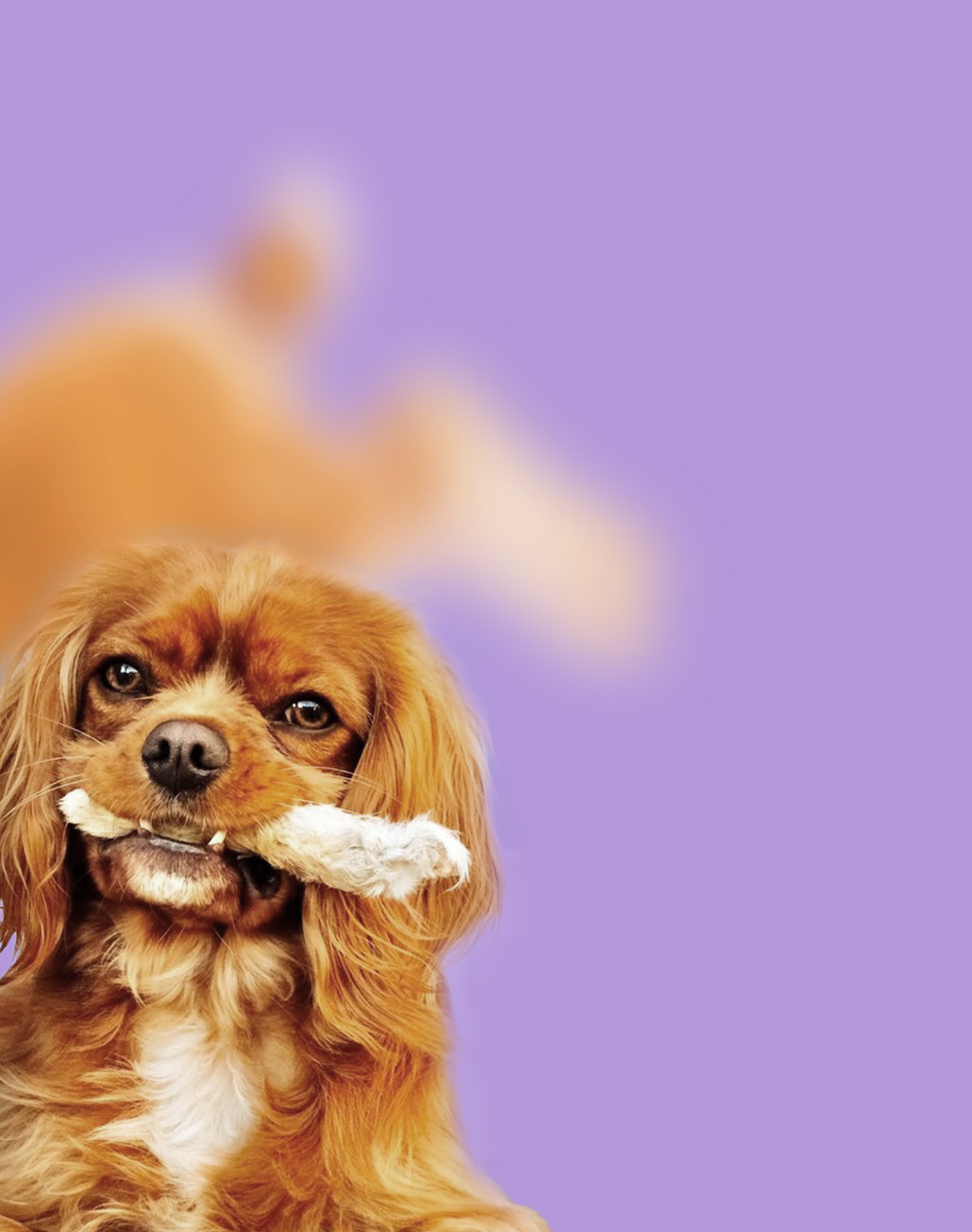 Dehydrated Rabbit Feet Pet Chews product image 2