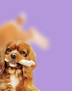 Dehydrated Rabbit Feet Pet Chews product image 2