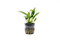 Anubias Plant product image 1