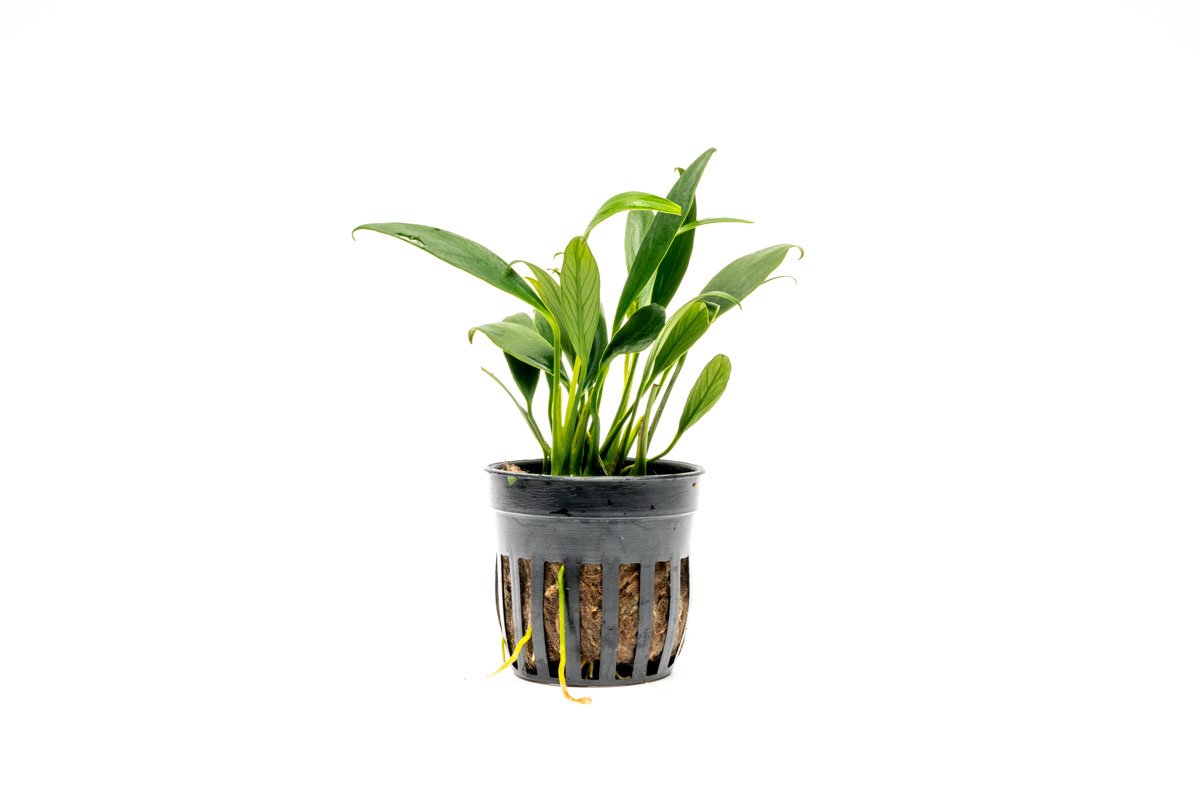 Anubias Plant product image 1