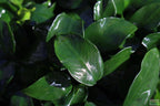 Live Anubias Nana Petite Aquarium Plant product image 22