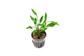 Live Aquarium Plant product image 1