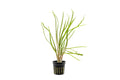 Aquarium Plant product image 1
