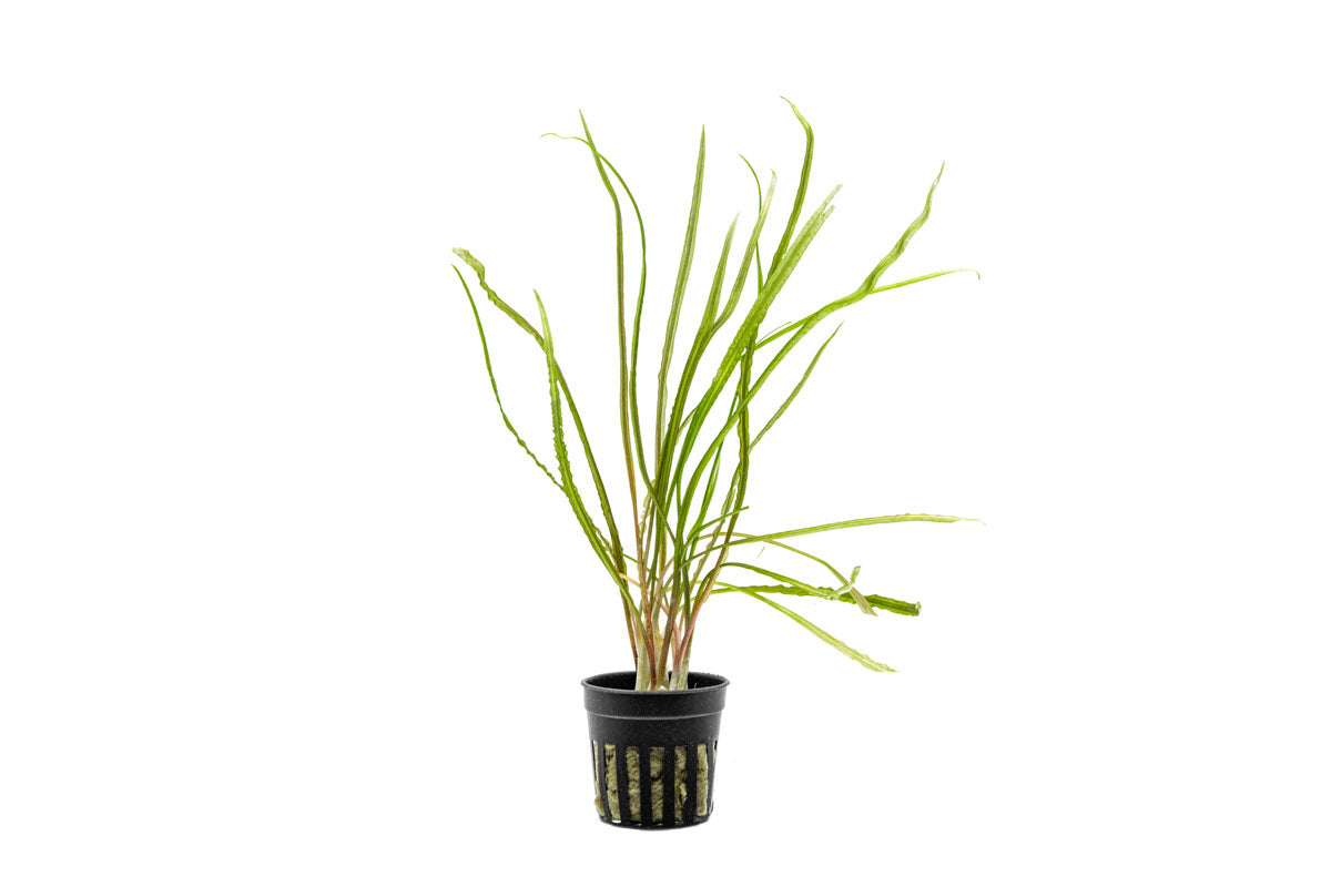 Aquarium Plant product image 1