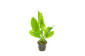 Live Aquarium Plant product image 1