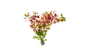 Live Aquarium Plant product image 1