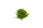 Christmas Moss Moss - Buce Plant