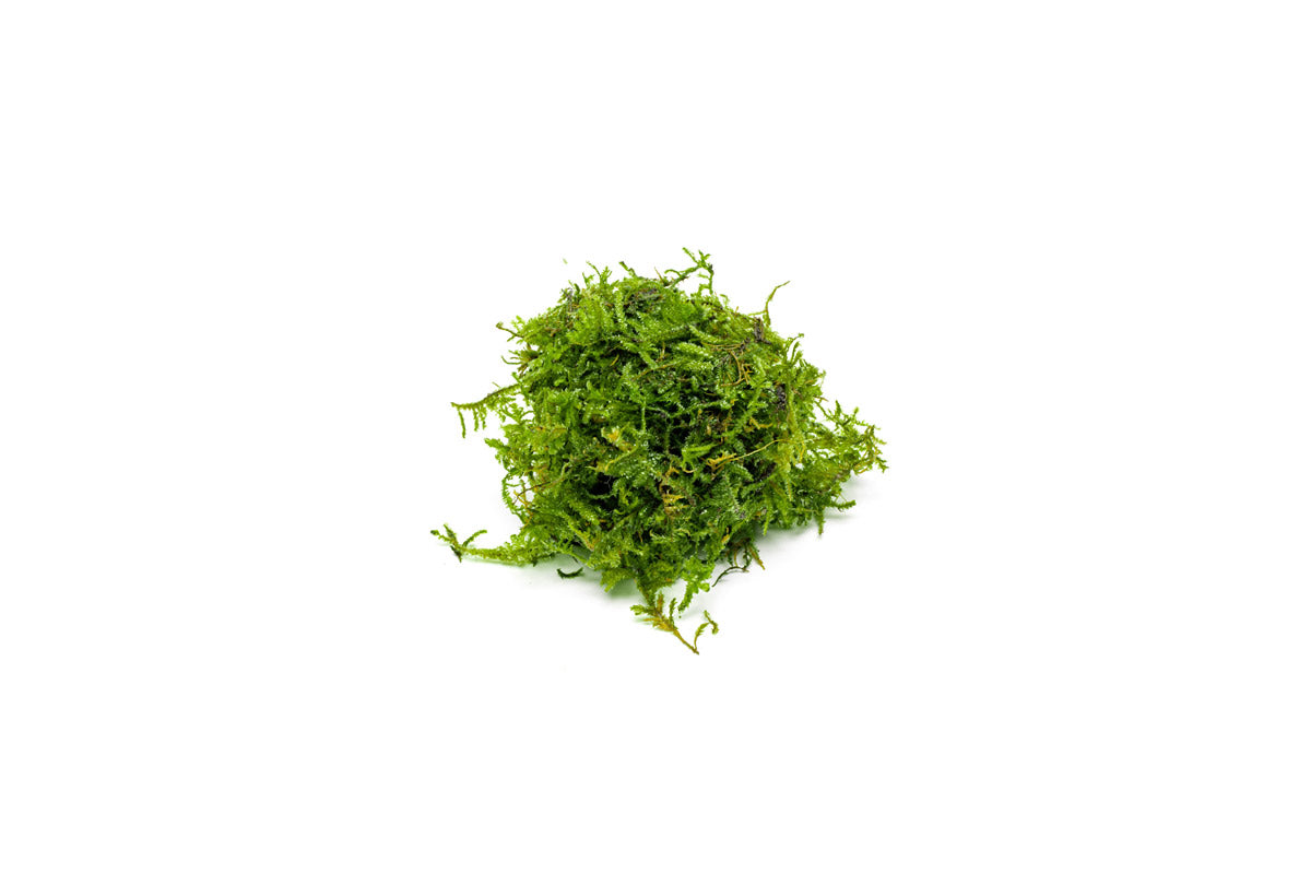 Christmas Moss Moss - Buce Plant