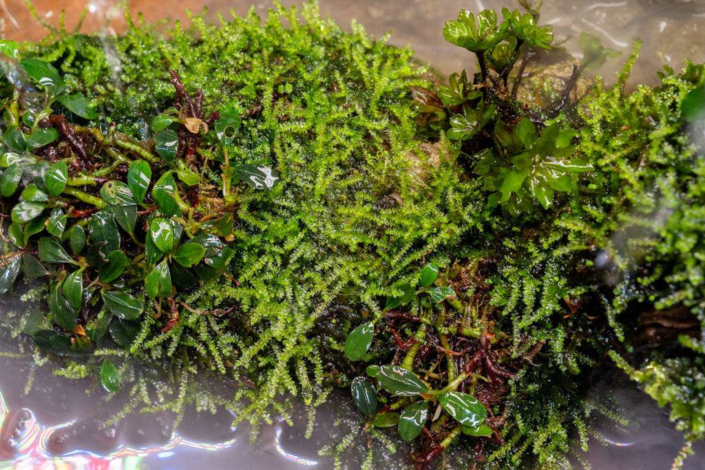 Christmas Moss Aquatic Farmer Tissue Culture Tissue Culture - Buce Plant