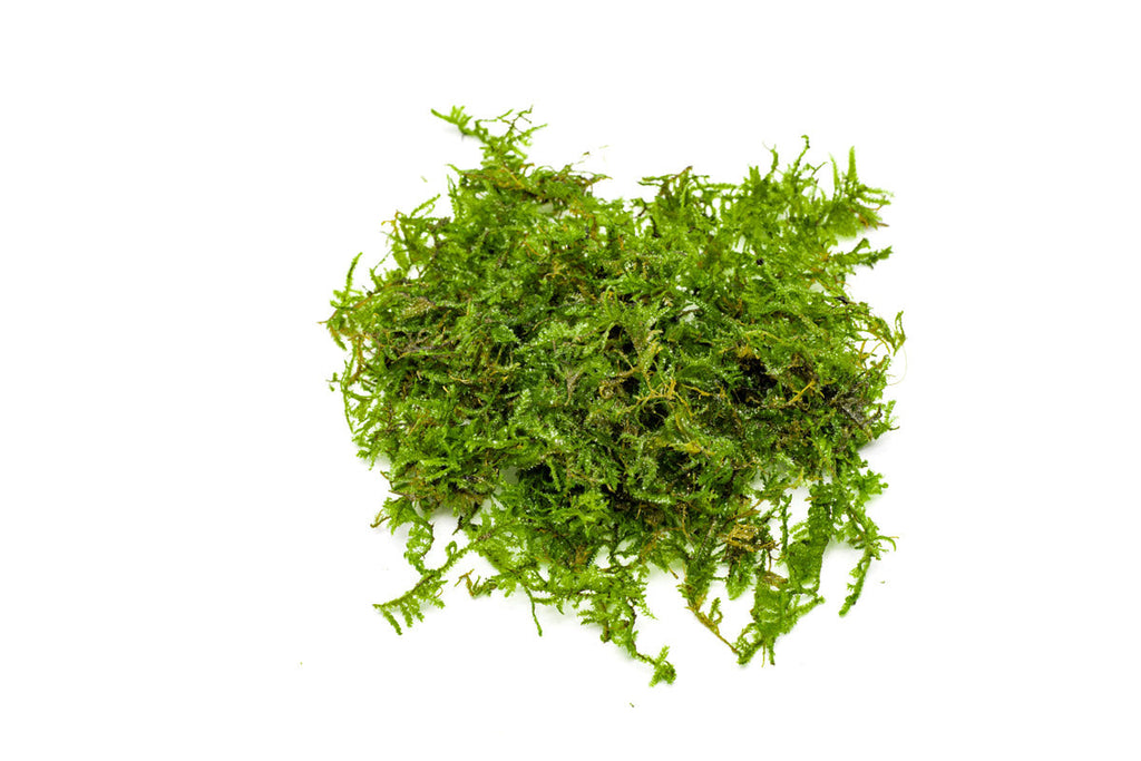 Christmas Moss Moss - Buce Plant