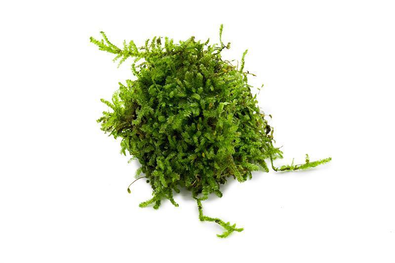 Christmas Moss Moss - Buce Plant