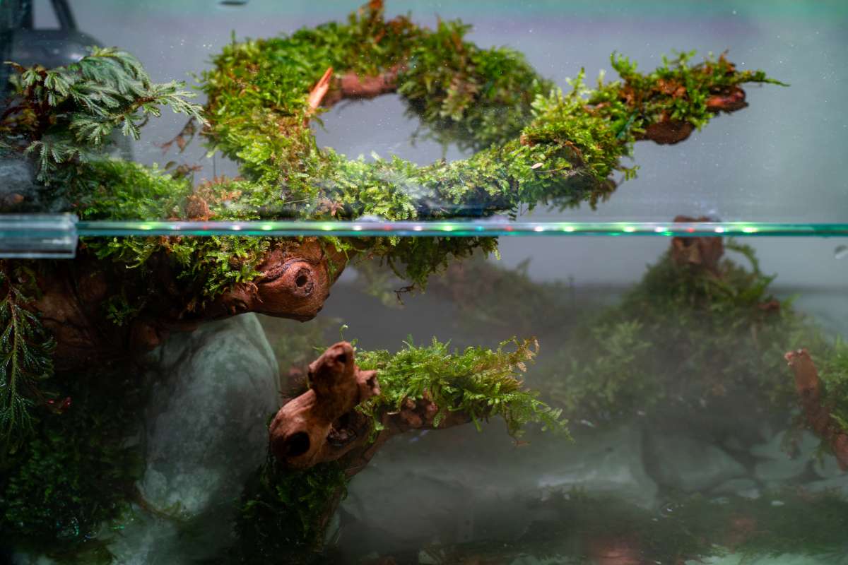 Christmas Moss Moss - Buce Plant