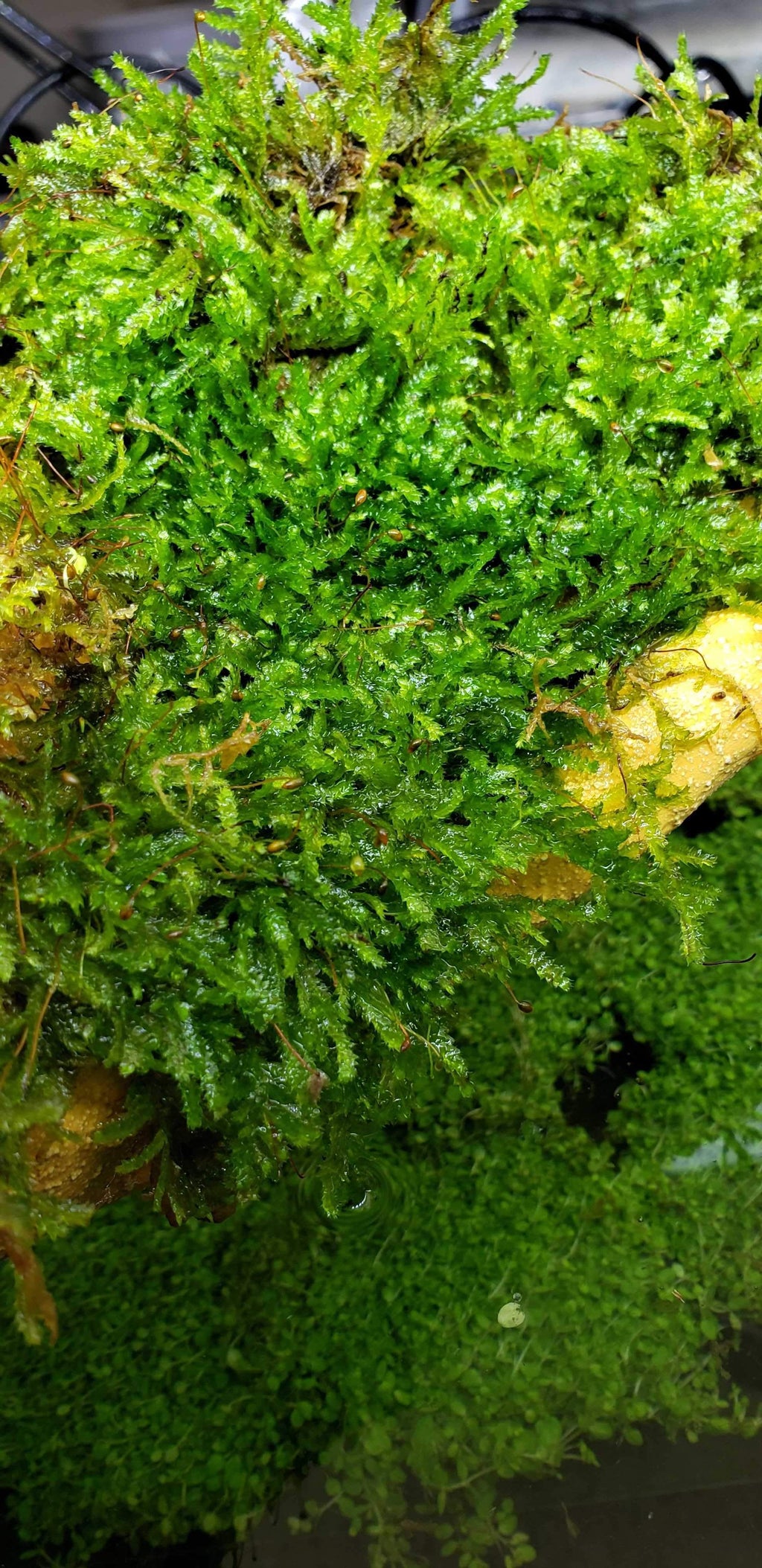 Christmas Moss Moss - Buce Plant