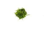 Christmas Moss Moss - Buce Plant
