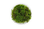 Christmas Moss Moss - Buce Plant