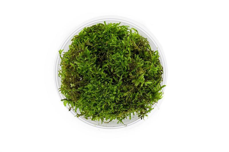 Christmas Moss Moss - Buce Plant