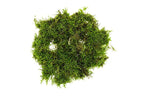 Christmas Moss Moss - Buce Plant