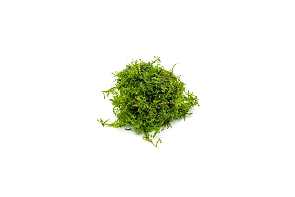 Live Christmas Moss Aquarium Plant, Golfball