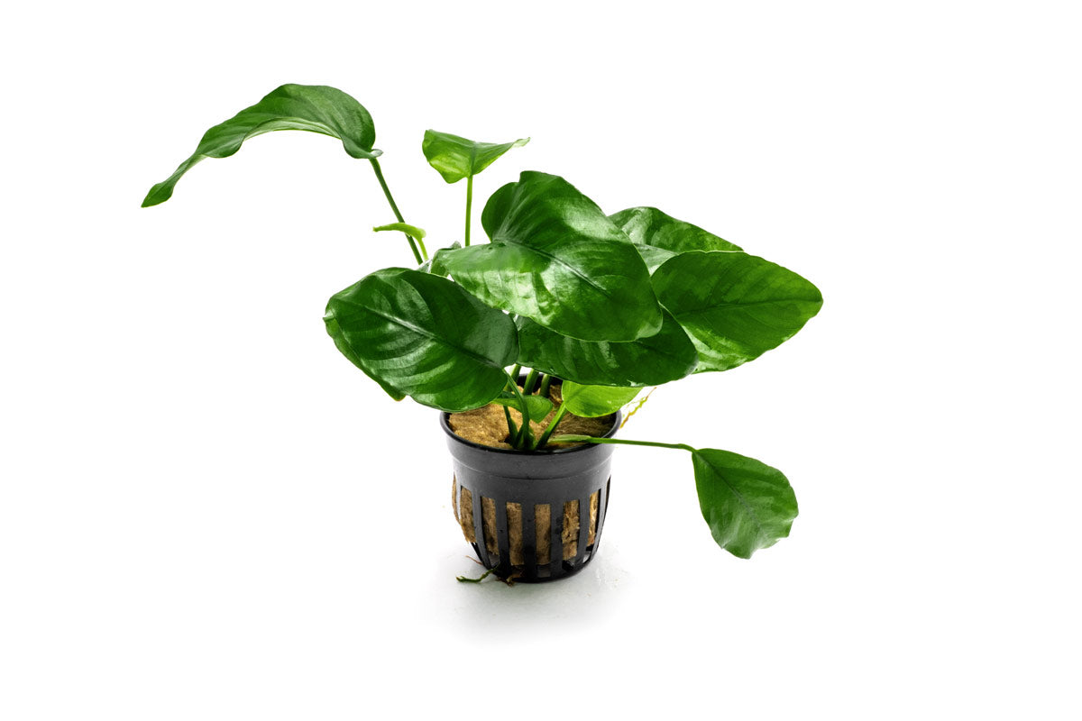 Aquarium Plant product image 1