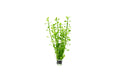 Live Aquarium Plant product image 1