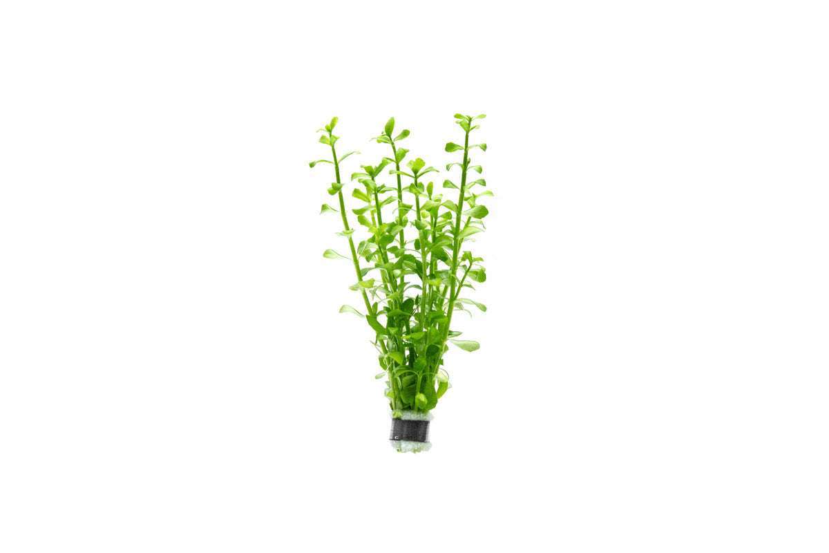 Live Aquarium Plant product image 1