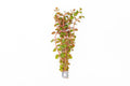 Live Aquarium Plant product image 1