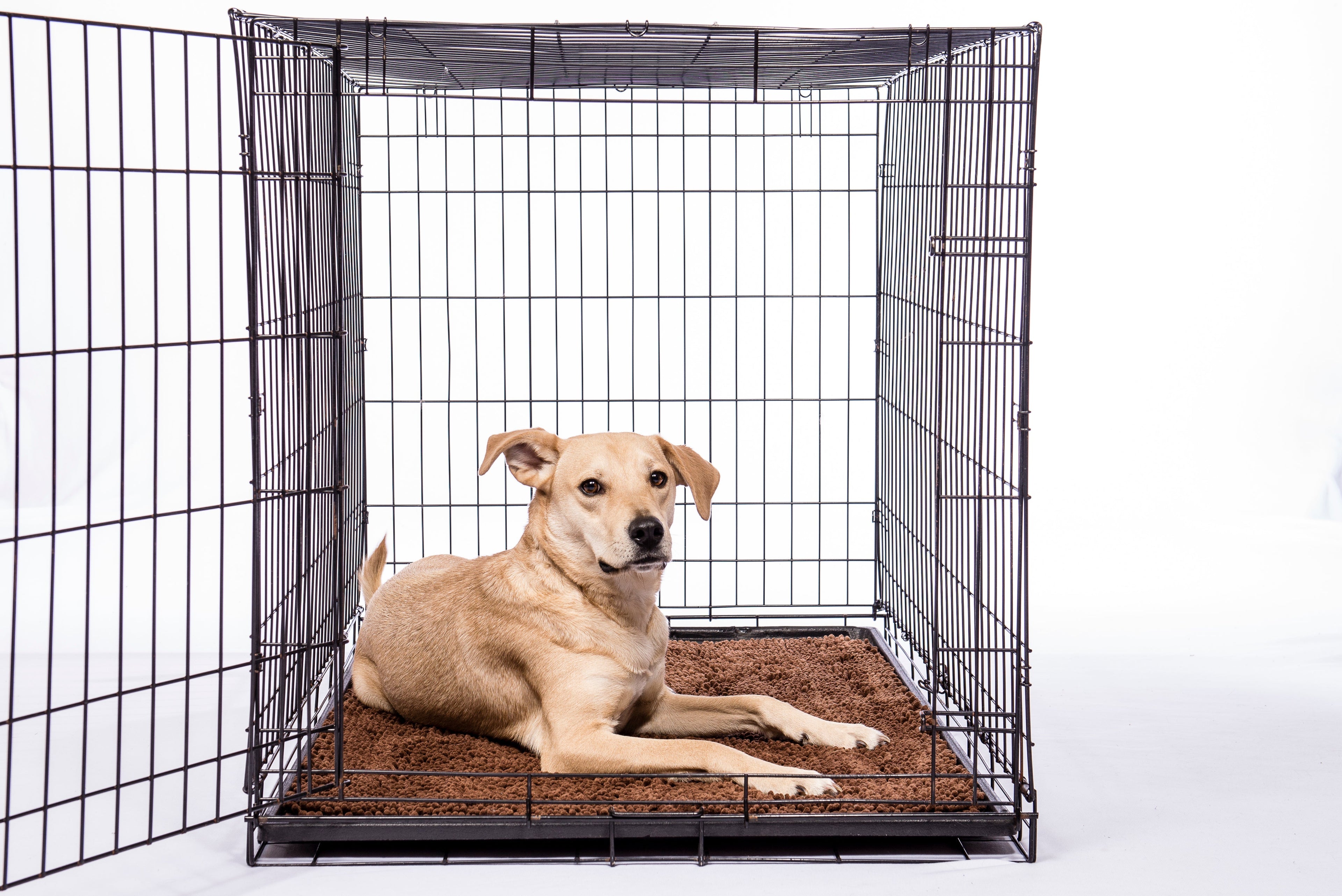 Dog Door Mat product image 5