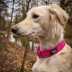 Martingale Collar product image 4