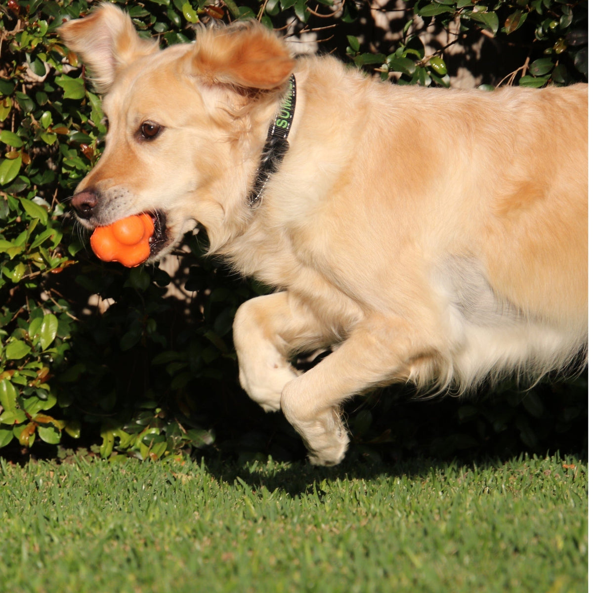 Dog Chew Ball product image 3